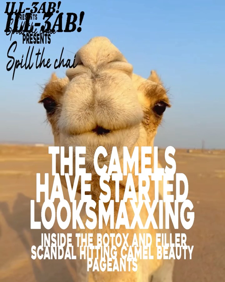 The Camels Have Started Looksmaxxing